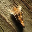 Image of Panama Grass-tubeworm Moth