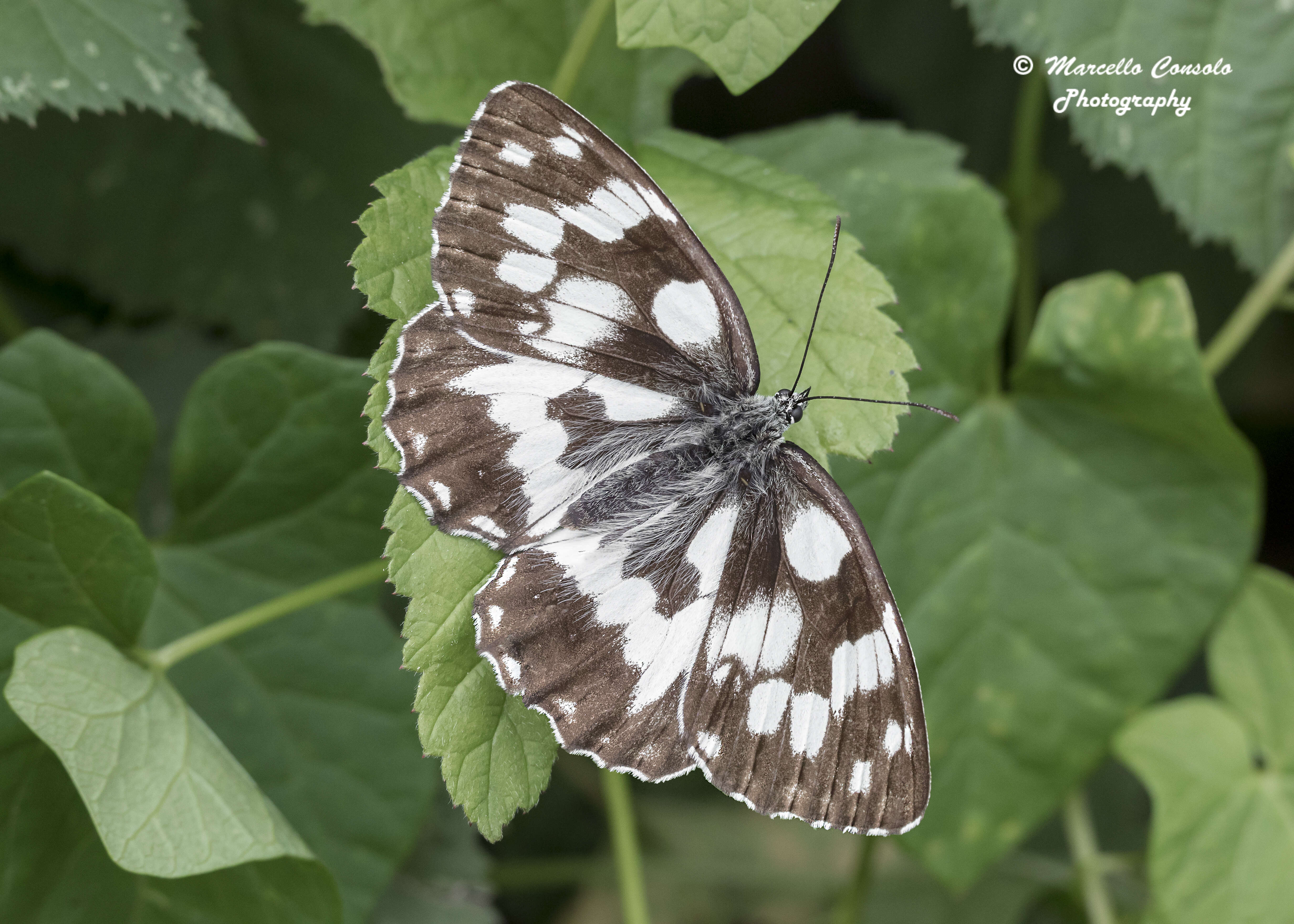 Image of Melanargia