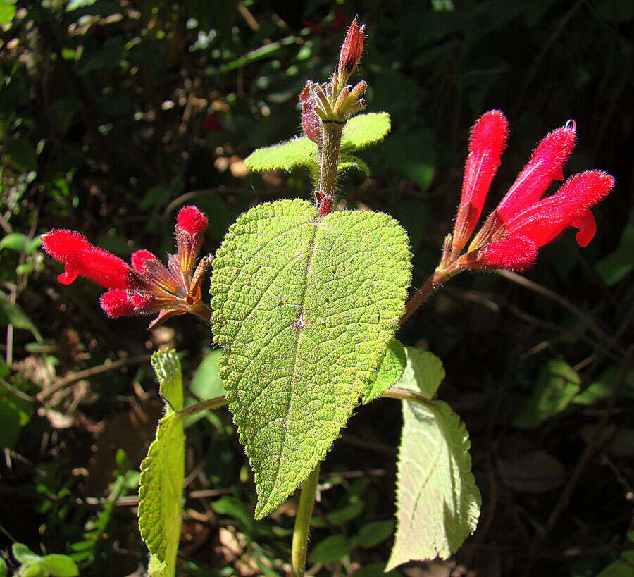 Image of Salvia pulchella DC.