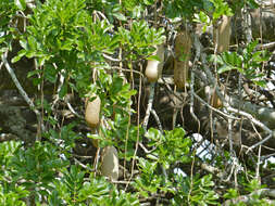 Image of sausage tree