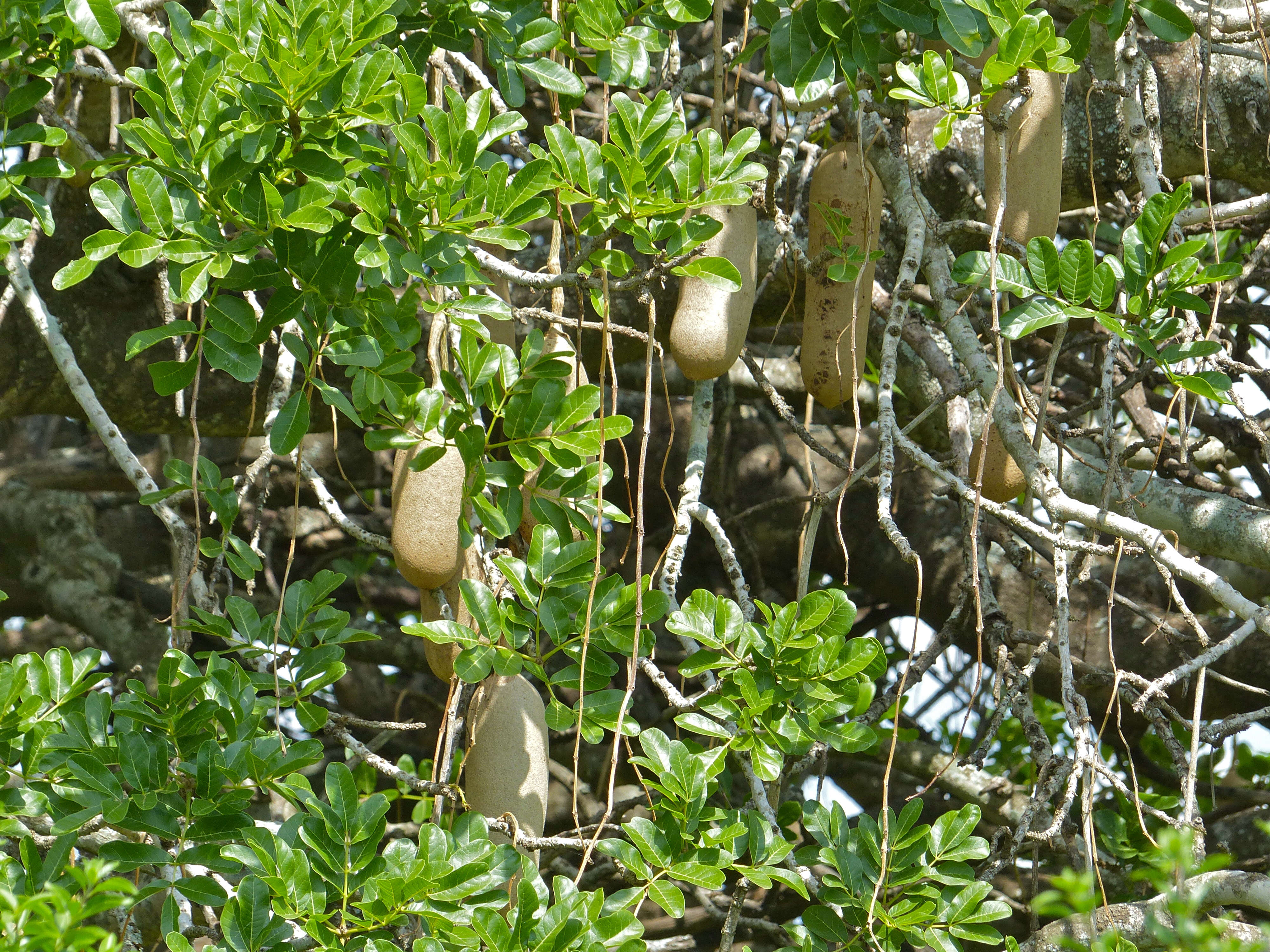 Image of sausage tree