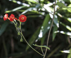 Слика од Ipomoea cholulensis Kunth