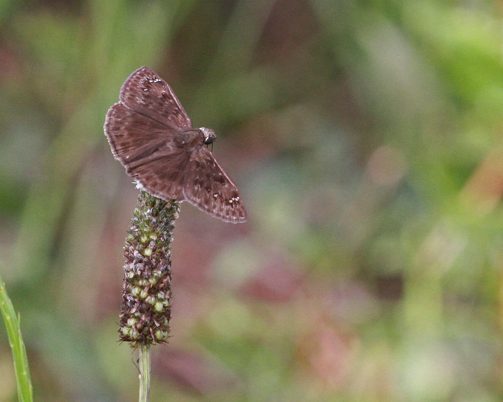 Image of Skipper