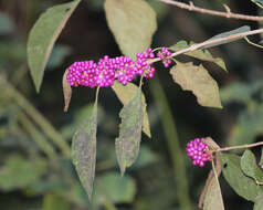 Image of Callicarpa