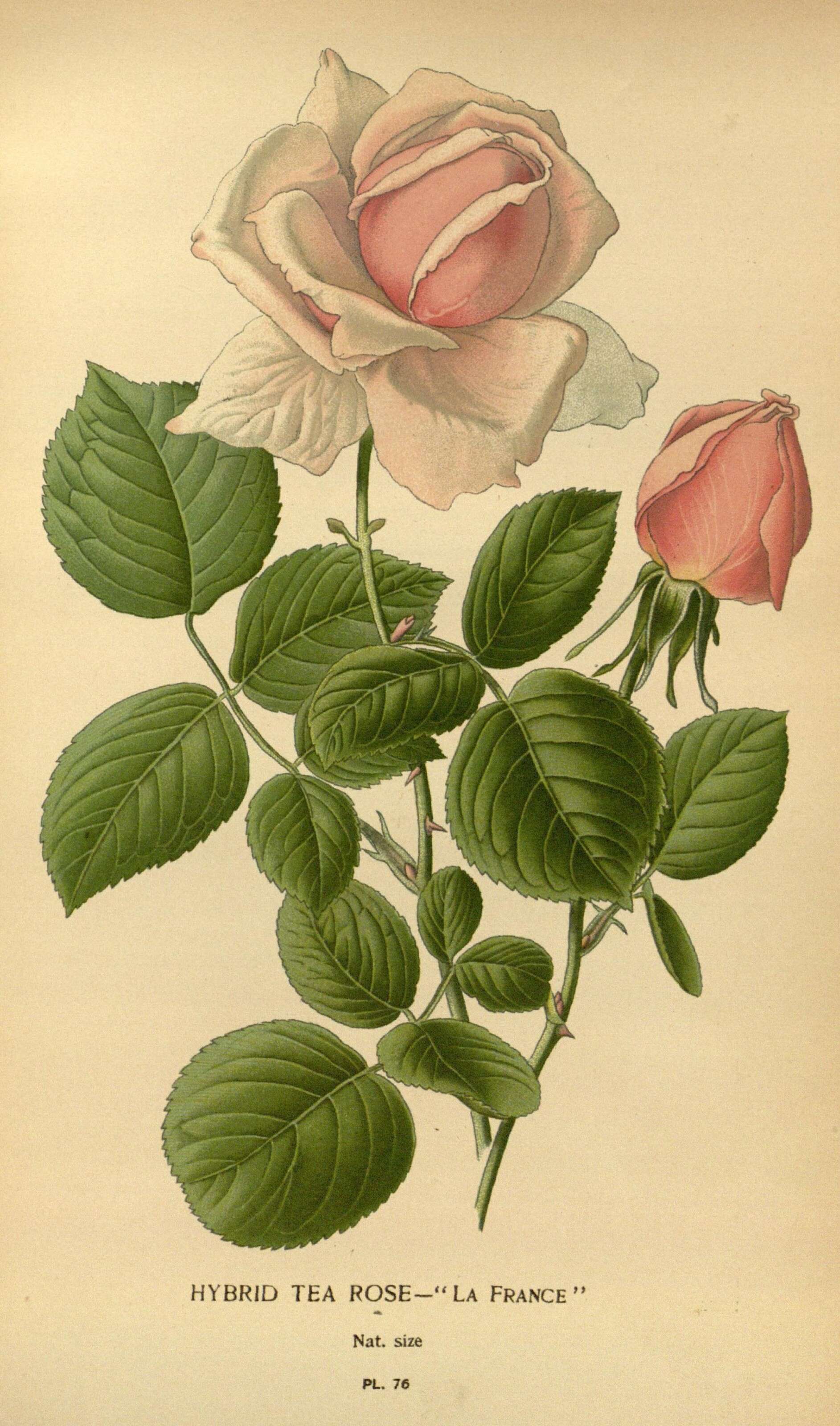 Image of Rosa