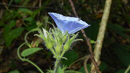 Plancia ëd Jacquemontia sphaerostigma (Cav.) Rusby