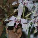 Слика од Paraphalaenopsis labukensis × Paraphalaenopsis serpentilingua