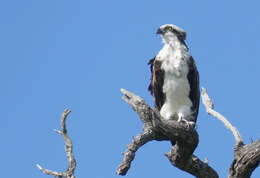 Image of Pandion haliaetus ridgwayi Maynard 1887