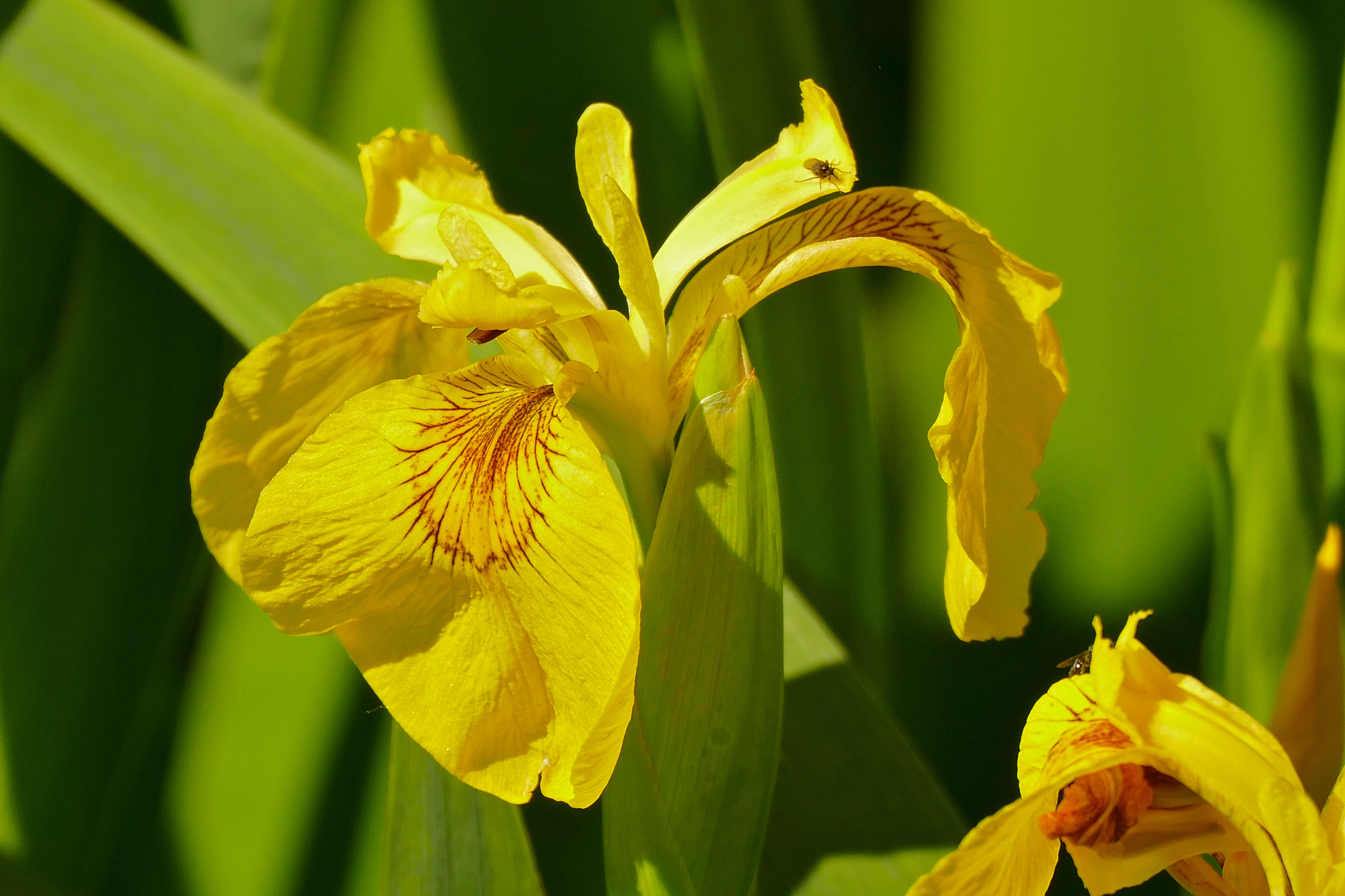 Image of iris