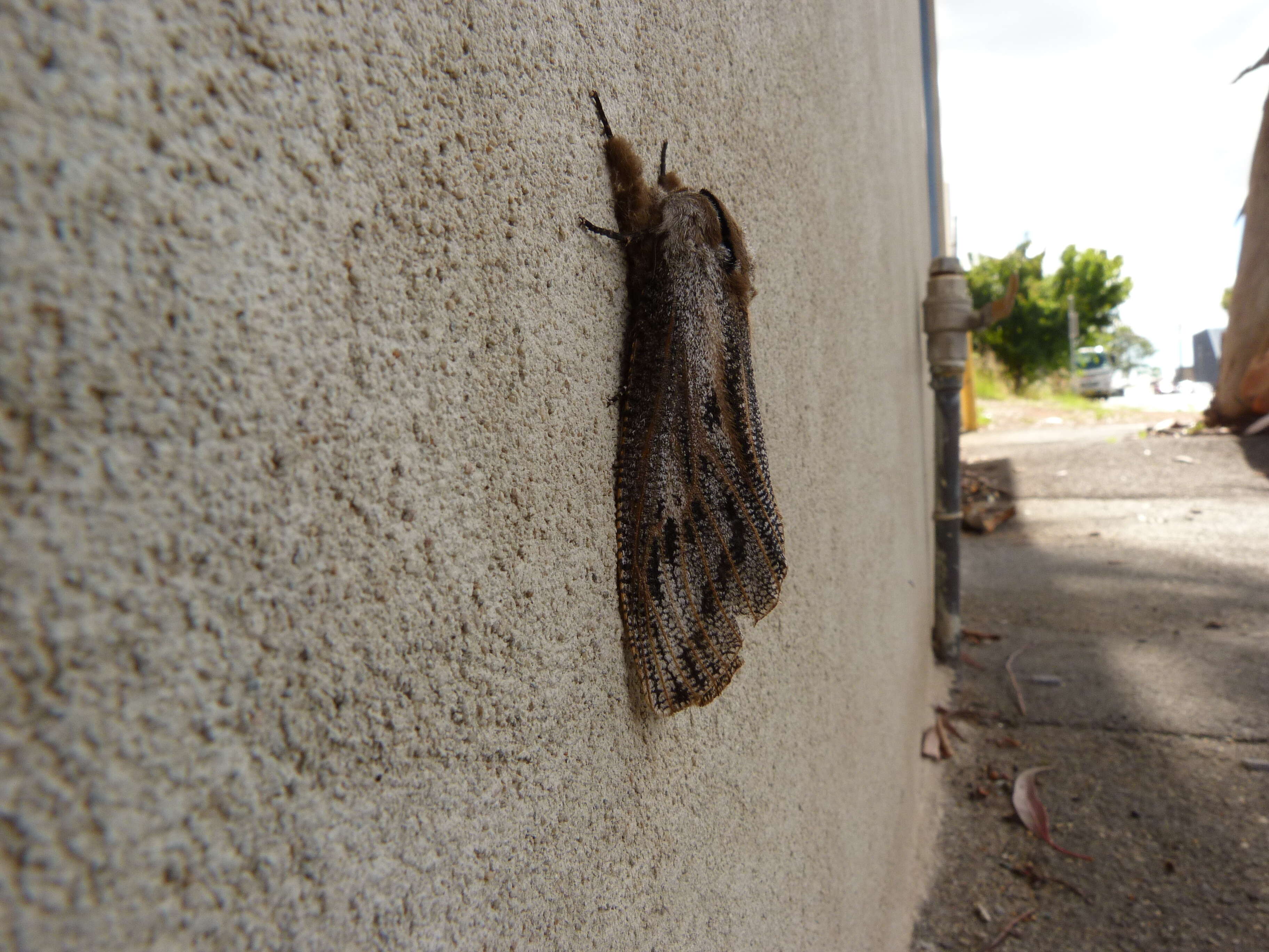 Endoxyla lituratus resmi