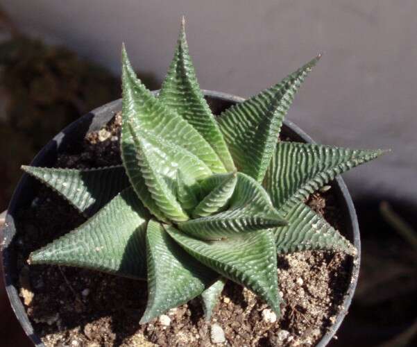 Image of Haworthiopsis limifolia (Marloth) G. D. Rowley