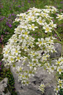 Image of Saxifraga hostii subsp. hostii