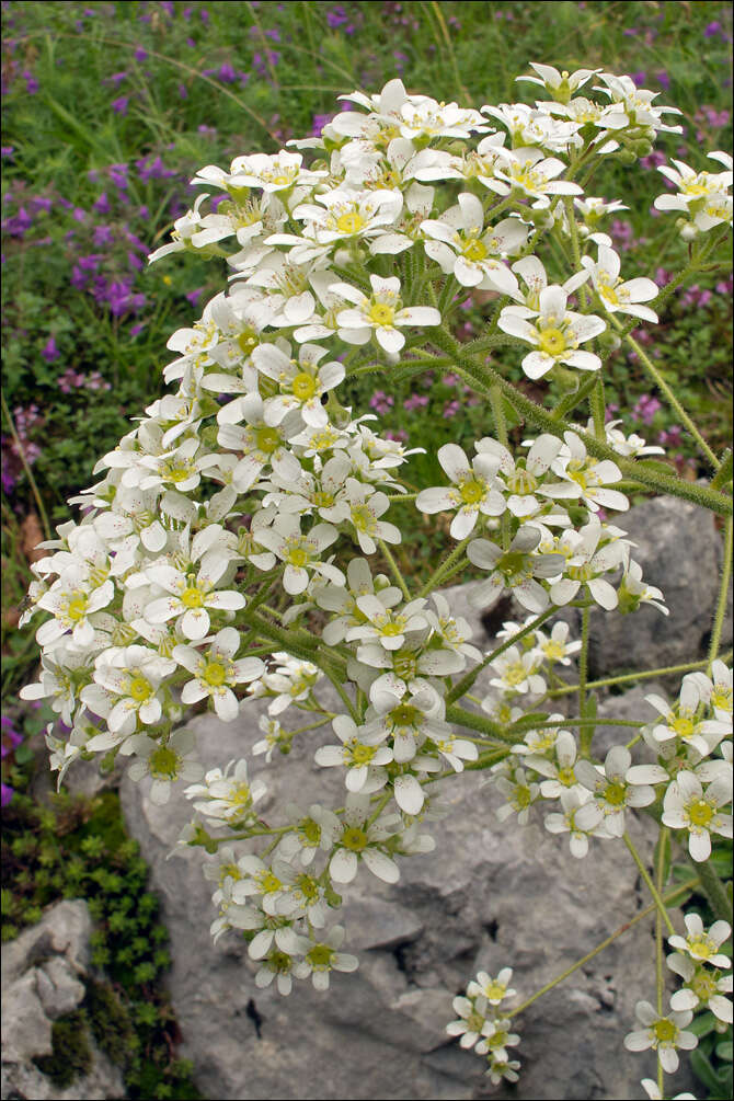 Imagem de Saxifraga hostii subsp. hostii