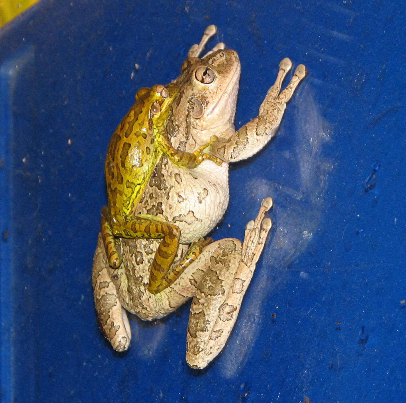 Image of Lophyohylinae Miranda-Ribeiro 1926