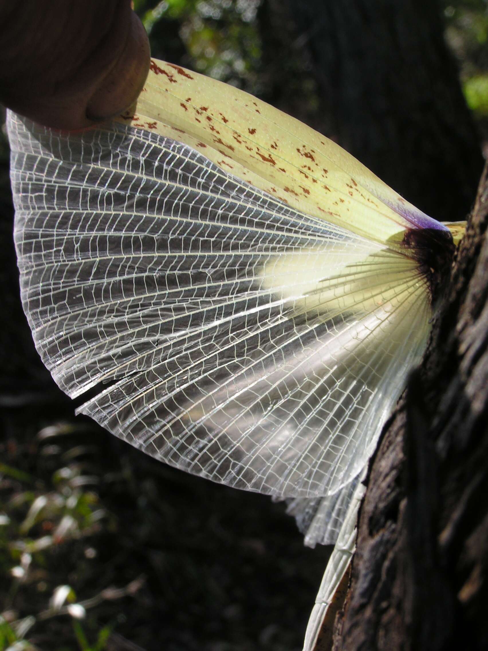 Image of Tropidoderus