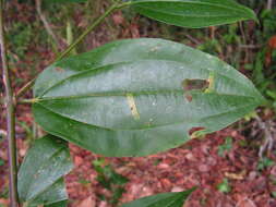 Image of Miconia minutiflora (Bonpl.) DC.