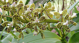 Image of Orchidaceae