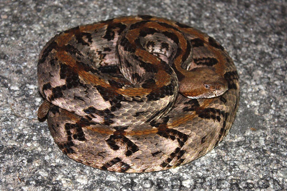 Çıngıraklı yılan resmi