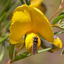 Слика од Gompholobium latifolium Sm.