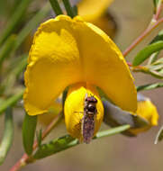 Слика од Gompholobium latifolium Sm.