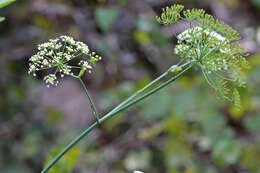 Image of cowbane