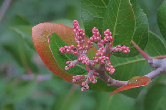 Image of sumac