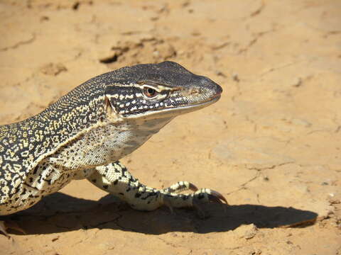 Image of Lace Monitor