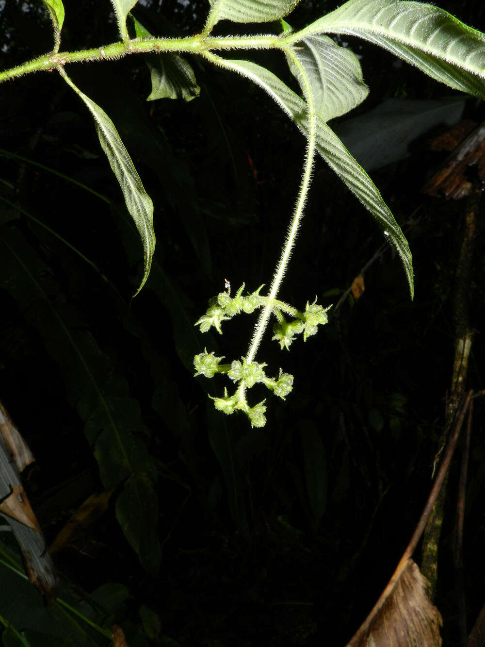 Plancia ëd Psychotria acicularis C. M. Taylor