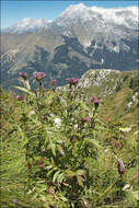 Plancia ëd Serratula tinctoria var. alpina Godr.