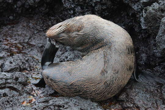 Image of Galapagos Fur Seal