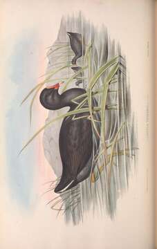 Image of Dusky Moorhen