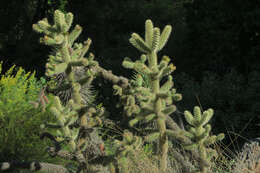 Image of Chollas