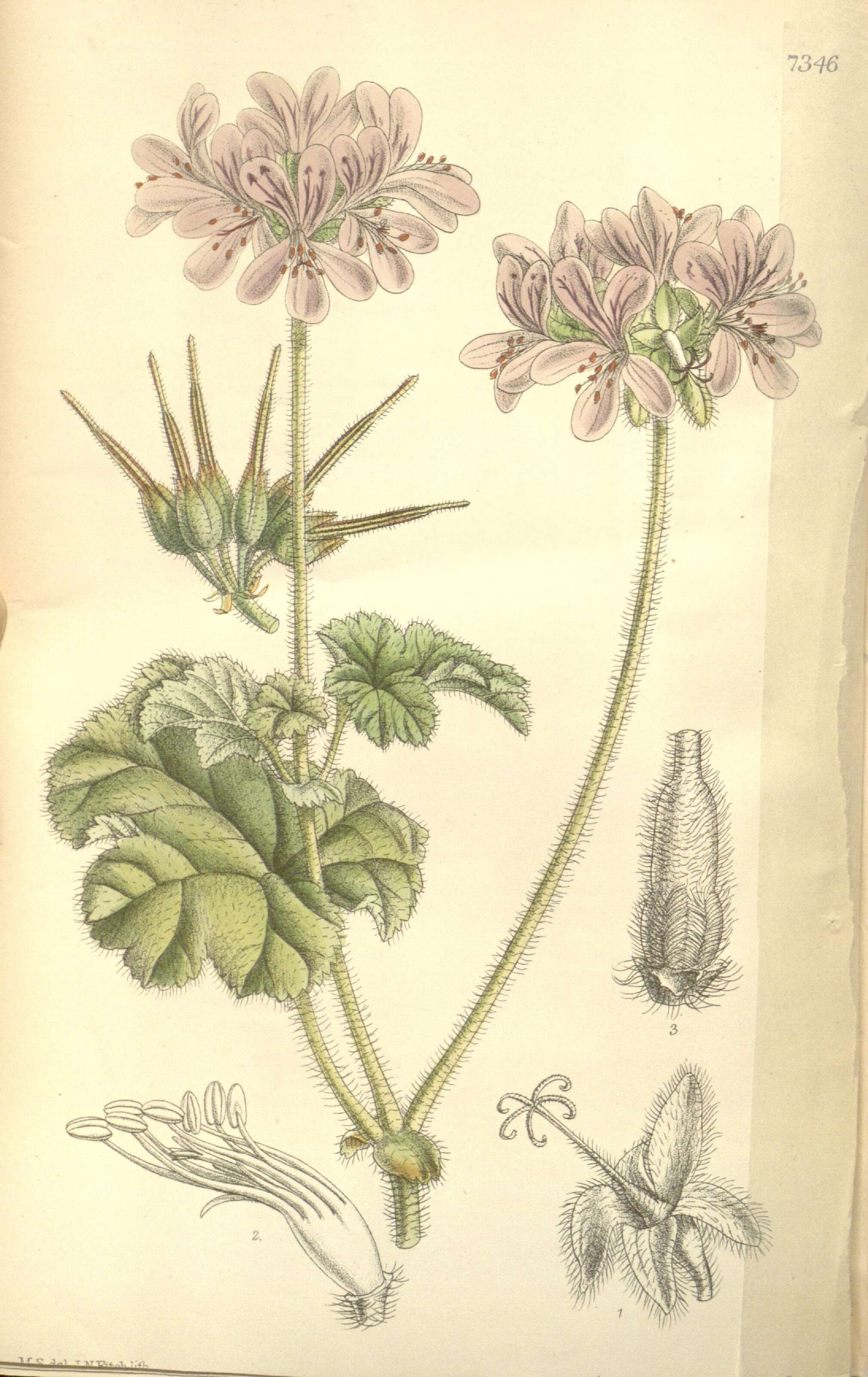 Image of Pelargonium drummondii Turcz.