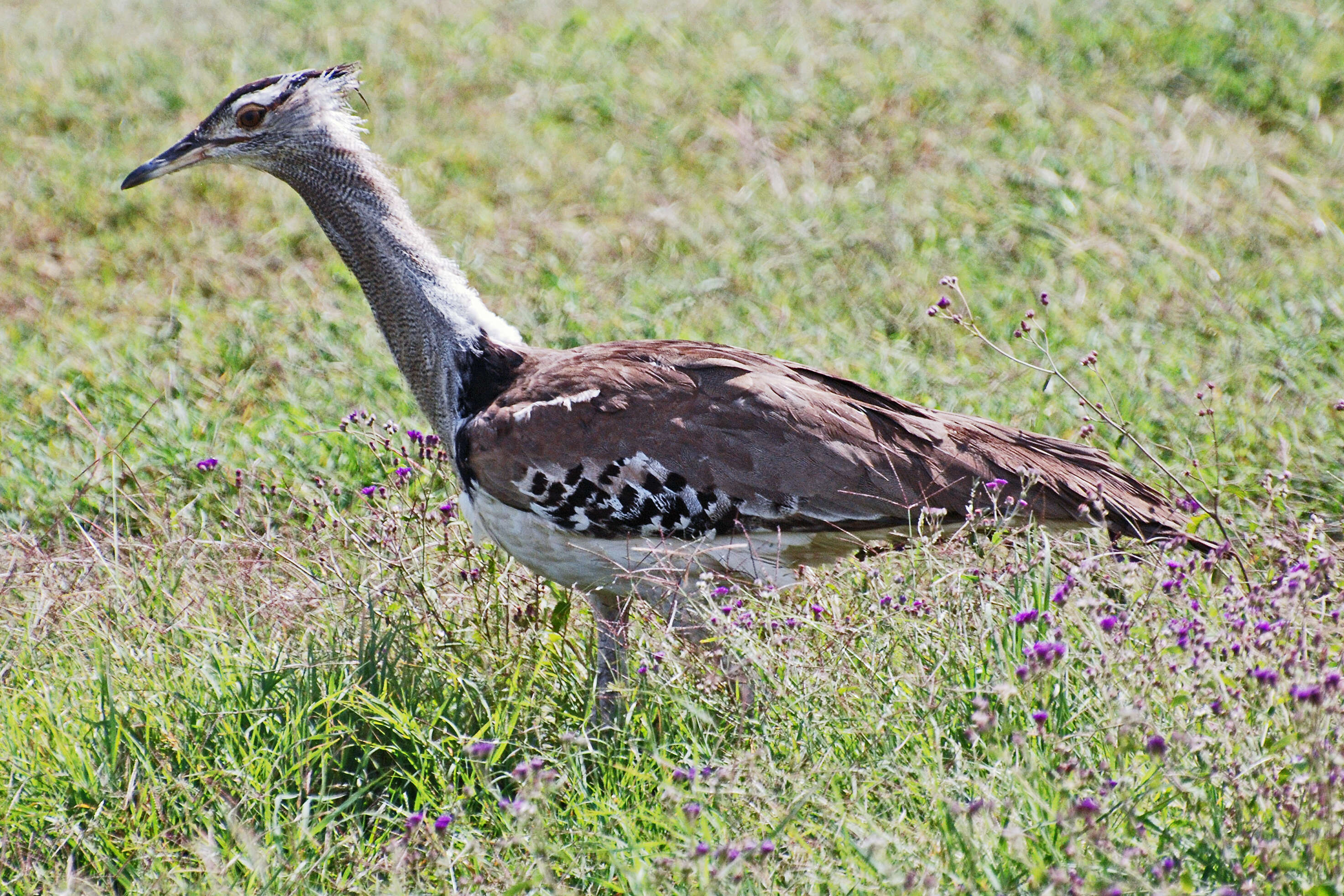 Image of Great Indian bustard