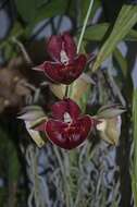 Image of Orchidaceae