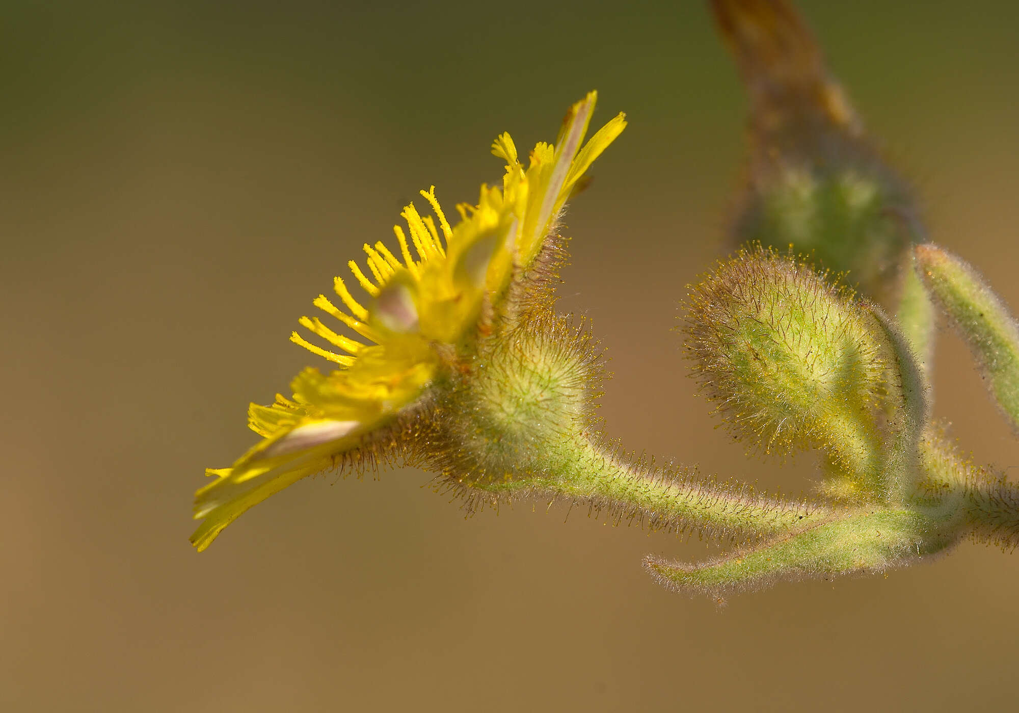 Image of Andryala integrifolia L.