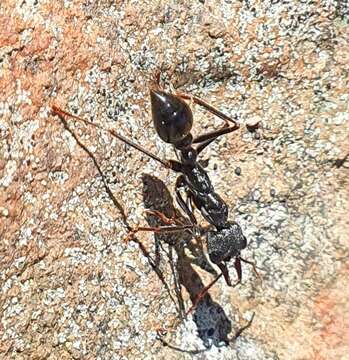 Image of Bull ants