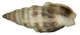 Image of Turbinelloidea Rafinesque 1815