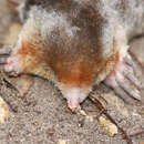 Image of eastern mole