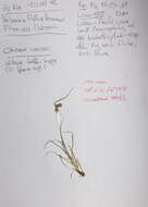 Image of Carex oederi Retz.
