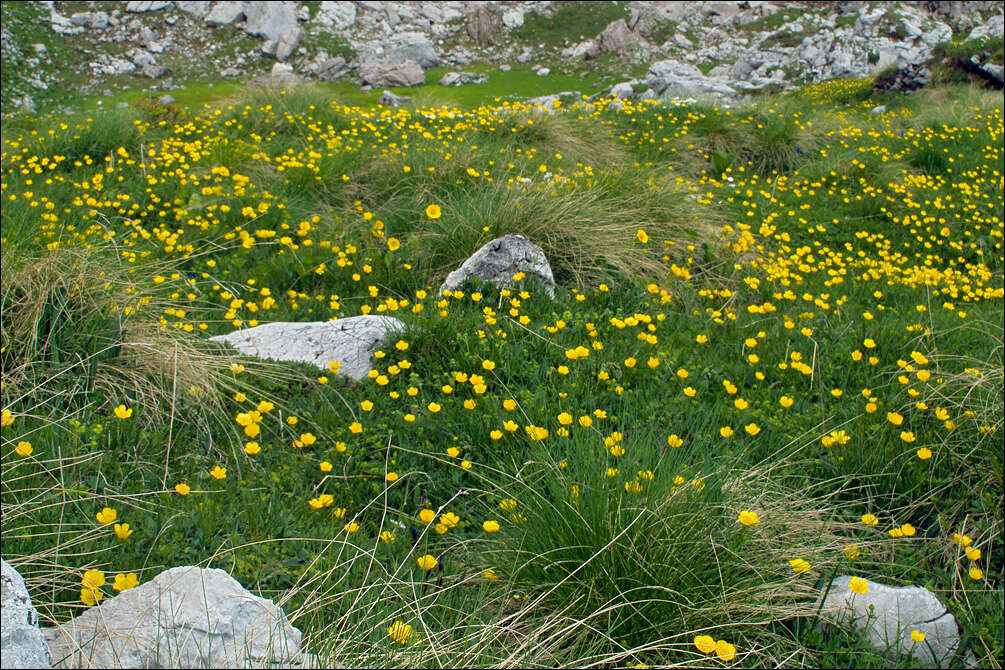 Image of Ranunculus carinthiacus Hoppe