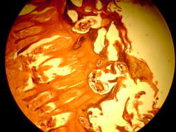 Image of mitelike mites