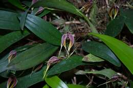 Image of Red horntail orchid