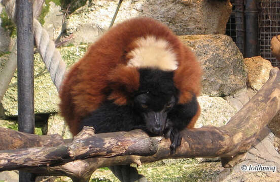 Image of Ruffed lemur