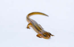 Image of Brook salamander