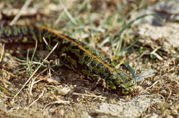 Image of Crested and marbled newts