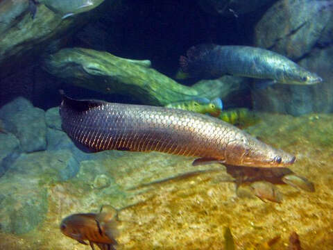 Image of Arapaima