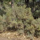 Artemisia tridentata subsp. tridentata resmi