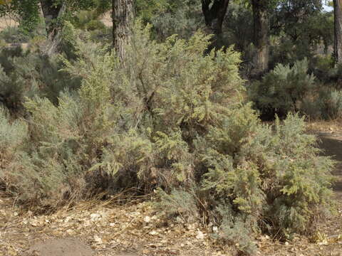 Artemisia tridentata (Nutt.) W. A. Weber resmi