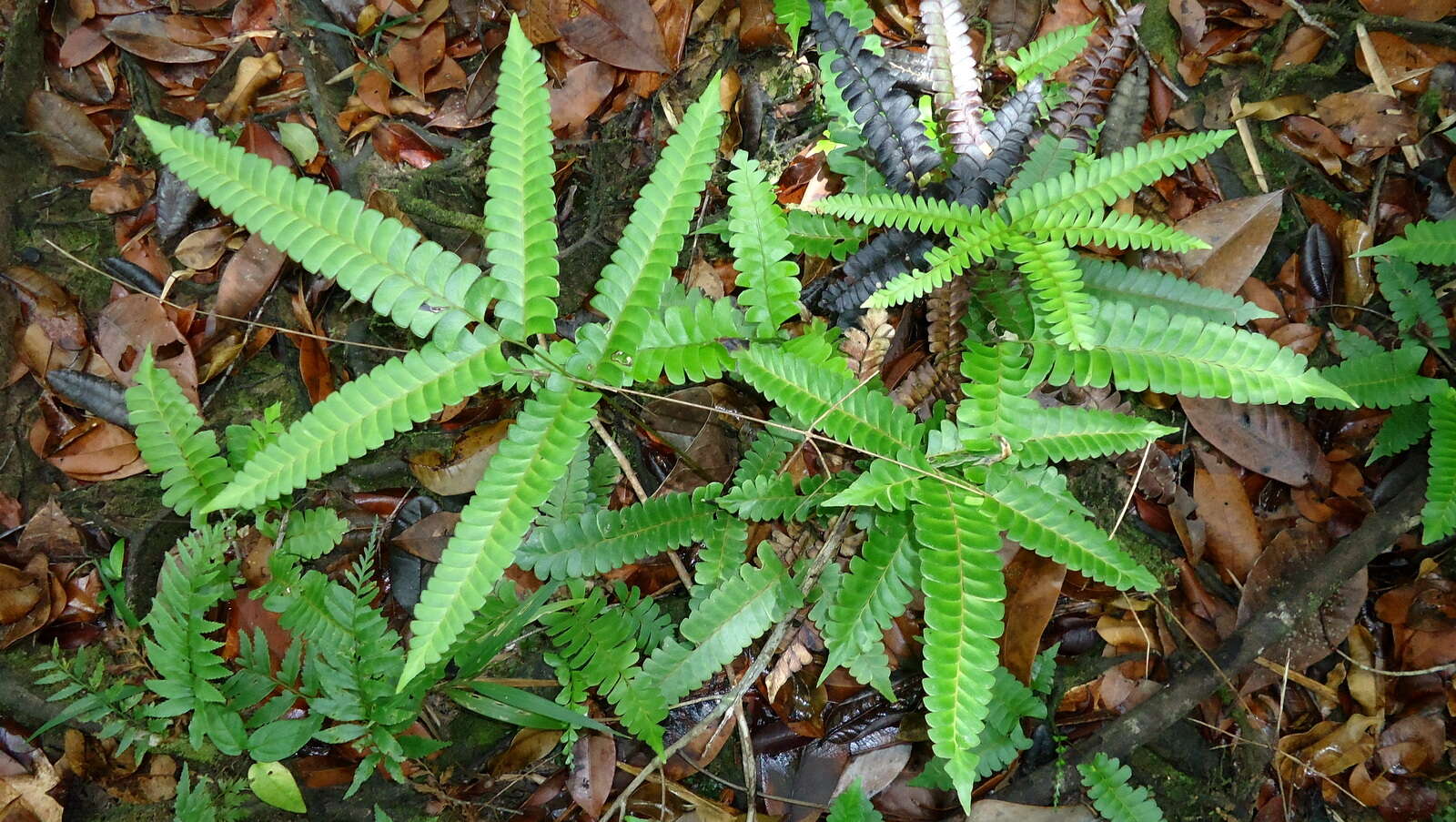 Image of woodland necklace fern